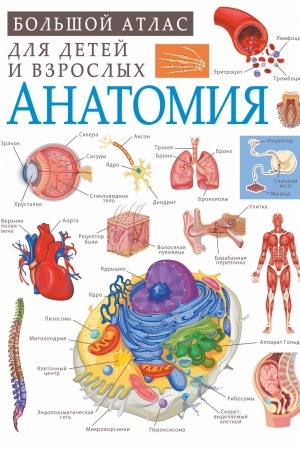 Cover: Anatomiya